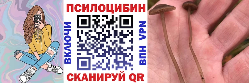 Псилоцибиновые грибы прущие грибы  Купить закладки  Ряжск 